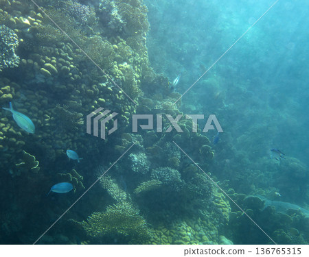 sea fish near coral reef, underwater sea fish near coral reef, underwater 136765315