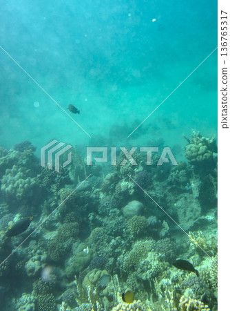 sea fish near coral reef, underwater sea fish near coral reef, underwater 136765317