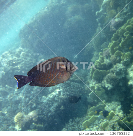 sea fish near coral reef, underwater sea fish near coral reef, underwater 136765322