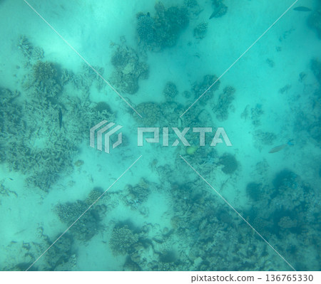 sea fish near coral reef, underwater 136765330