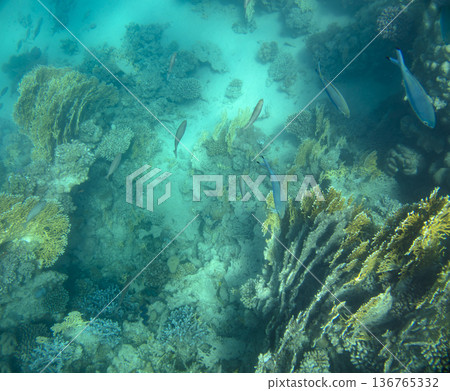 sea fish near coral reef, underwater 136765332