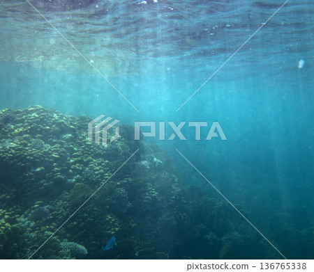 sea fish near coral reef, underwater sea fish near coral reef, underwater 136765338