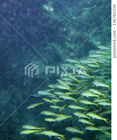 sea fish near coral reef, underwater sea fish near coral reef, underwater 136765339