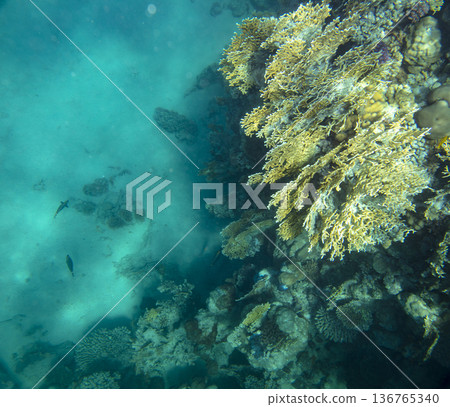 sea fish near coral reef, underwater 136765340