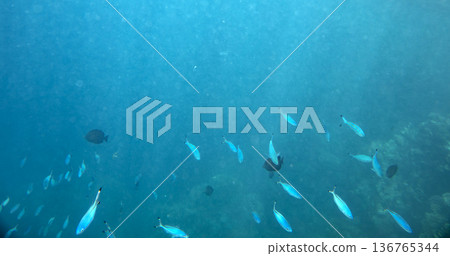 sea fish near coral reef, underwater sea fish near coral reef, underwater 136765344