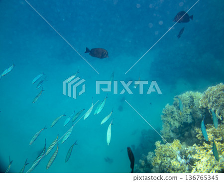 sea fish near coral reef, underwater sea fish near coral reef, underwater 136765345
