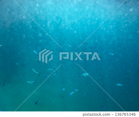 sea fish near coral reef, underwater sea fish near coral reef, underwater 136765346