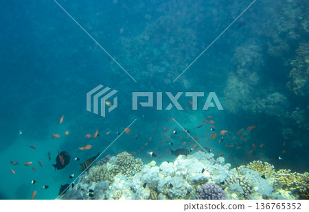 sea fish near coral reef, underwater 136765352
