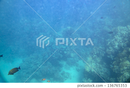 sea fish near coral reef, underwater sea fish near coral reef, underwater 136765353