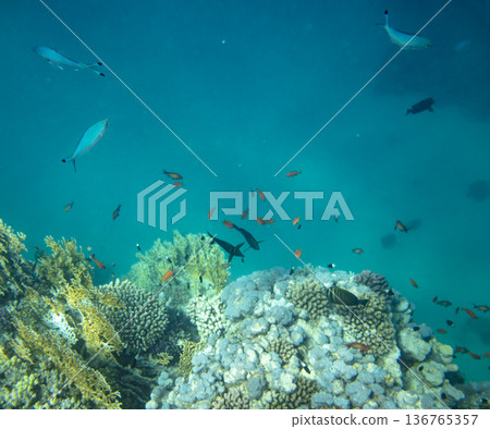 sea fish near coral reef, underwater sea fish near coral reef, underwater 136765357