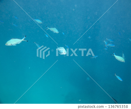 sea fish near coral reef, underwater sea fish near coral reef, underwater 136765358