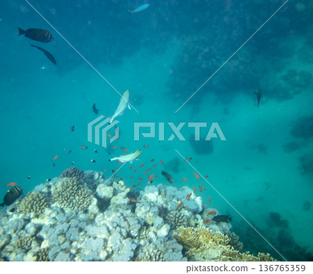 sea fish near coral reef, underwater sea fish near coral reef, underwater 136765359