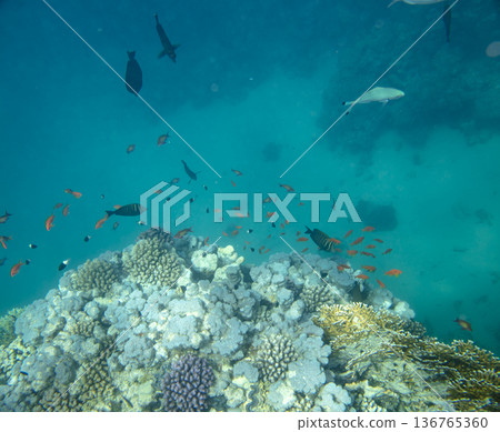 sea fish near coral reef, underwater sea fish near coral reef, underwater 136765360
