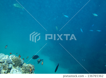 sea fish near coral reef, underwater sea fish near coral reef, underwater 136765362
