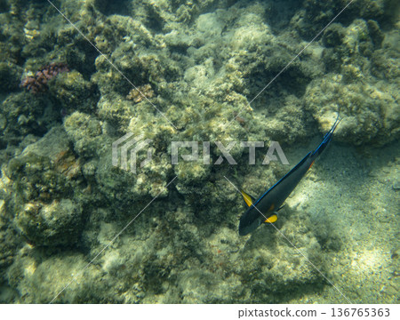 sea fish near coral reef, underwater sea fish near coral reef, underwater 136765363