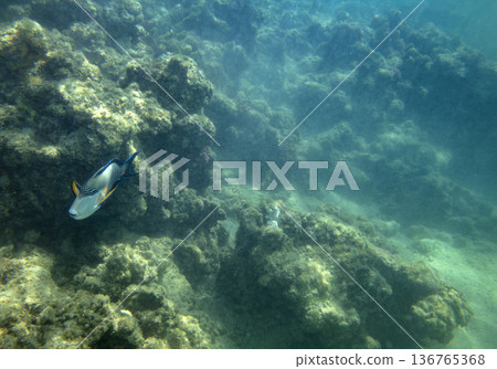 sea fish near coral reef, underwater 136765368