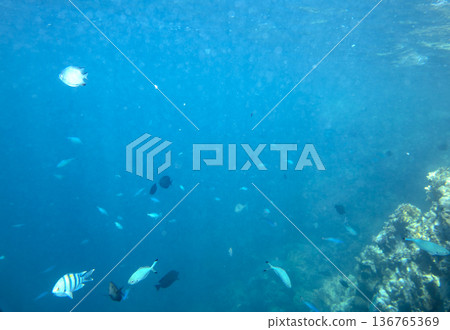 sea fish near coral reef, underwater sea fish near coral reef, underwater 136765369