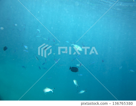 sea fish near coral reef, underwater 136765380