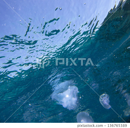 sea fish near coral reef, underwater sea fish near coral reef, underwater 136765389
