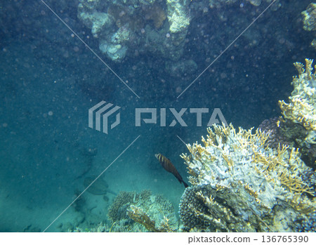 sea fish near coral reef, underwater sea fish near coral reef, underwater 136765390