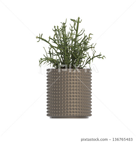 decorative flower in a pot isolate on a transparent background, 3D illustration, cg render decorative flower in a pot isolate on a transparent background, 3D illustration, cg render 136765483