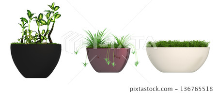 decorative flower in a pot isolate on a transparent background, 3D illustration, cg render 136765518
