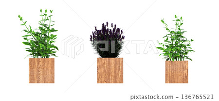 decorative flower in a pot isolate on a transparent background, 3D illustration, cg render decorative flower in a pot isolate on a transparent background, 3D illustration, cg render 136765521