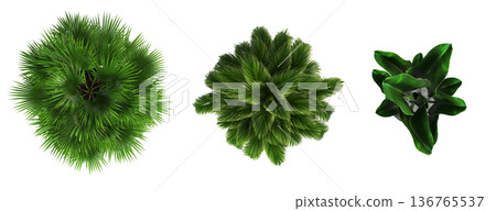decorative flowers and plants for the interior, top view, isolated on transparent background, 3D illustration, cg render 136765537