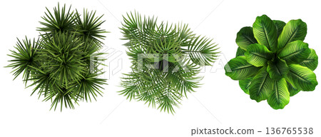 decorative flowers and plants for the interior, top view, isolated on transparent background, 3D illustration, cg render 136765538