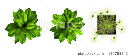 decorative flowers and plants for the interior, top view, isolated on transparent background, 3D illustration, cg render decorative flowers and plants for the interior, top view, isolated on transparent background, 3D illustration, cg render 136765542