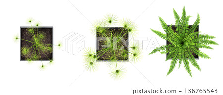 decorative flowers and plants for the interior, top view, isolated on transparent background, 3D illustration, cg render decorative flowers and plants for the interior, top view, isolated on transparent background, 3D illustration, cg render 136765543