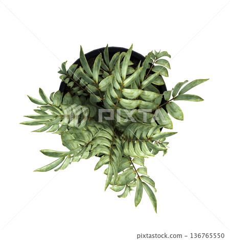 decorative flowers and plants for the interior, top view, isolated on transparent background, 3D illustration, cg render 136765550