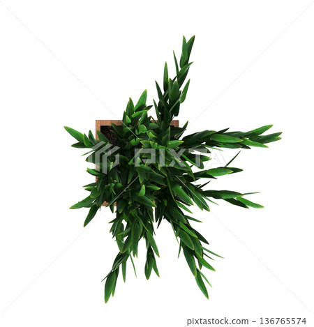 decorative flowers and plants for the interior, top view, isolated on transparent background, 3D illustration, cg render decorative flowers and plants for the interior, top view, isolated on transparent background, 3D illustration, cg render 136765574