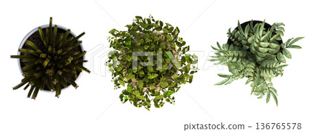 decorative flowers and plants for the interior, top view, isolated on transparent background, 3D illustration, cg render decorative flowers and plants for the interior, top view, isolated on transparent background, 3D illustration, cg render 136765578