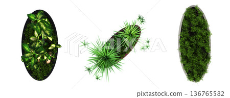 decorative flowers and plants for the interior, top view, isolated on transparent background, 3D illustration, cg render decorative flowers and plants for the interior, top view, isolated on transparent background, 3D illustration, cg render 136765582