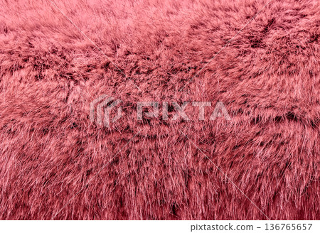 close-up of pink fur close-up of pink fur 136765657