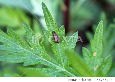 Marmalade hoverfly Marmalade hoverfly 136765728