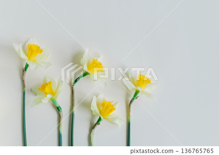 Beautiful flowers of yellow daffodil (narcissus) on a light yellow background. Beautiful flowers of yellow daffodil (narcissus) on a light yellow background. 136765765