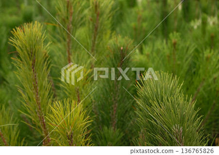 Young pine tree seedlings growing in a greenhouse for reforestation Young pine tree seedlings growing in a greenhouse for reforestation 136765826