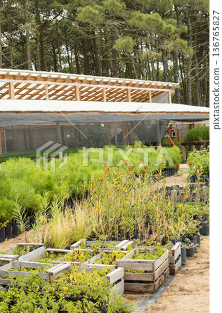 Nursery growing pine saplings and native plants for reforestation and ecological conservation 136765827