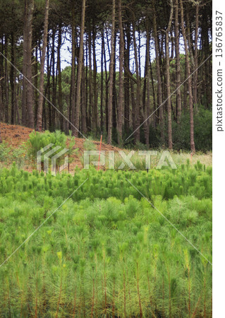Young pine seedlings growing in a greenhouse with a pine forest in the background. Vertical photograph Young pine seedlings growing in a greenhouse with a pine forest in the background. Vertical photograph 136765837