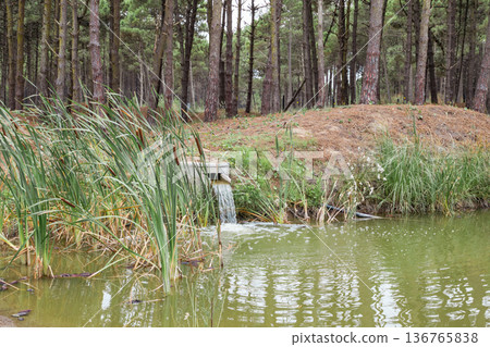 Water flowing into pond from pipe near pine trees Water flowing into pond from pipe near pine trees 136765838