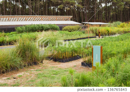 Pine tree nursery cultivating saplings for reforestation and sustainability Pine tree nursery cultivating saplings for reforestation and sustainability 136765843