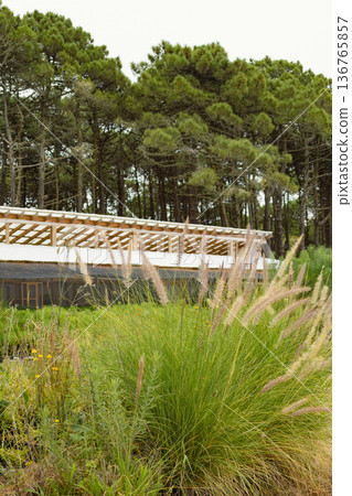 Grasses in the foreground with a greenhouse in the background Grasses in the foreground with a greenhouse in the background 136765857