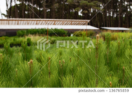 Pine tree nursery cultivating young plants for reforestation projects,with a greenhouse in the blurred background Pine tree nursery cultivating young plants for reforestation projects,with a greenhouse in the blurred background 136765859