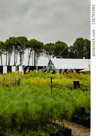Pine tree saplings growing in a nursery in a cloudy day. Reforestation and environmental conservation concepts Pine tree saplings growing in a nursery in a cloudy day. Reforestation and environmental conservation concepts 136765862