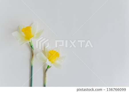 Beautiful flowers of yellow daffodil (narcissus) on a light yellow background. 136766099