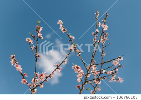 Beautiful peach branch with pink blossom in a blue sky. Spring background. Beautiful peach branch with pink blossom in a blue sky. Spring background. 136766105