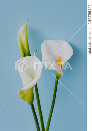 Beautiful white Calla Lily flowers on a light blue background. Beautiful white Calla Lily flowers on a light blue background. 136766143