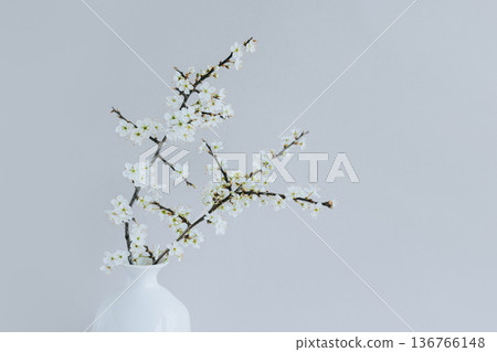Beautiful blossom branches in a white vase on a grey background. Beautiful blossom branches in a white vase on a grey background. 136766148